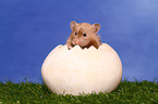 longhaired hamster