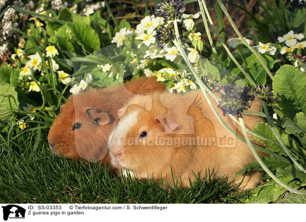 2 Rassemeerschweinchen im Garten / 2 guinea pigs in garden / SS-03353