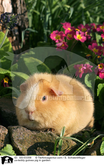 US-Teddy Meerschwein im Garten / us-teddy guinea pig in garden / SS-03358