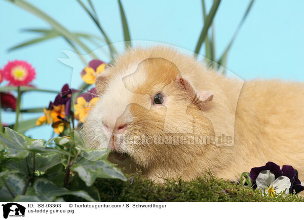 US-Teddy Meerschwein / us-teddy guinea pig / SS-03363