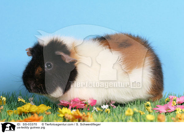 US-Teddy Meerschwein / us-teddy guinea pig / SS-03370