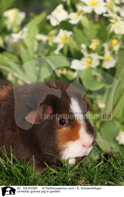 US-Teddy Meerschwein im Garten / us-teddy guinea pig in garden / SS-03380