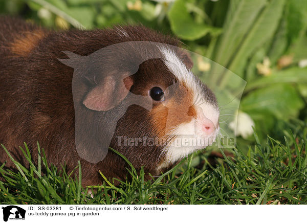 US-Teddy Meerschwein im Garten / us-teddy guinea pig in garden / SS-03381