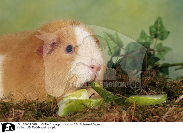 fressendes US Teddy Meerschwein / eating US Teddy guinea pig / SS-04569