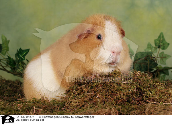 US Teddy Meerschwein / US Teddy guinea pig / SS-04571