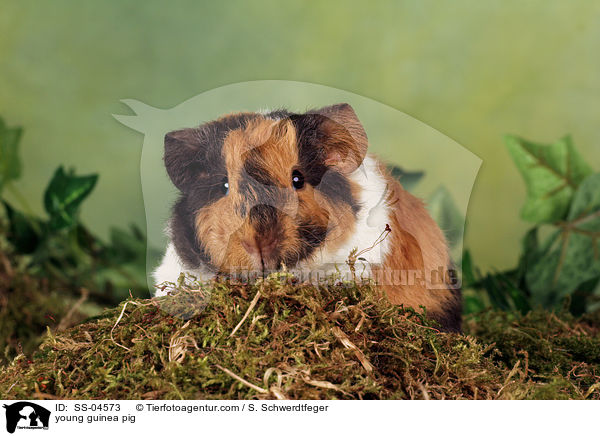 Meerschwein Junges / young guinea pig / SS-04573