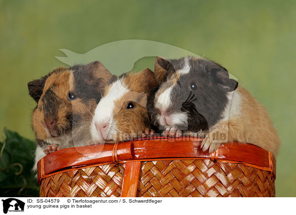 junge Meerschweinchen im Krbchen / young guinea pigs in basket / SS-04579