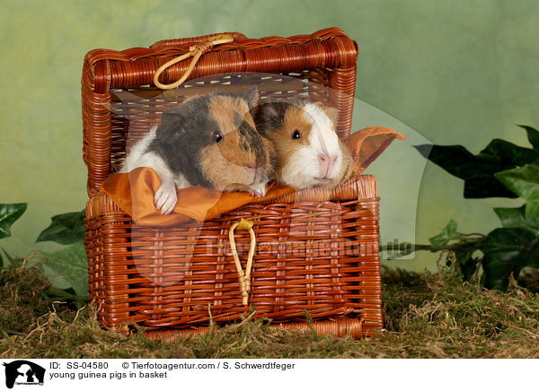 junge Meerschweinchen im Krbchen / young guinea pigs in basket / SS-04580