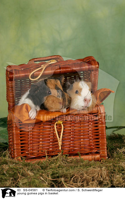 junge Meerschweinchen im Krbchen / young guinea pigs in basket / SS-04581