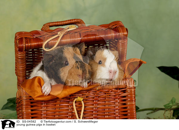 junge Meerschweinchen im Krbchen / young guinea pigs in basket / SS-04582