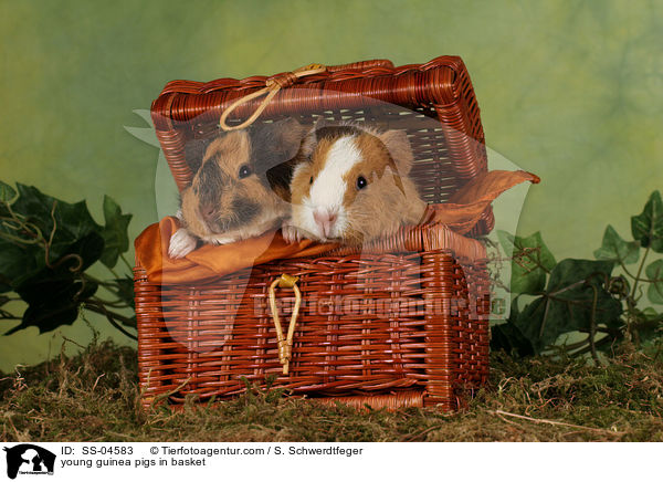 junge Meerschweinchen im Krbchen / young guinea pigs in basket / SS-04583