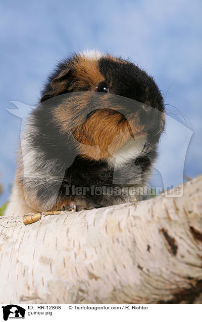 US-Teddy Schimmel / guinea pig / RR-12868