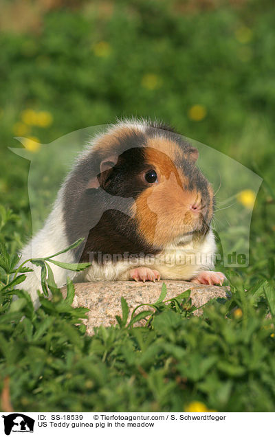 US Teddy Meerschweinchen auf der Wiese / US Teddy guinea pig in the meadow / SS-18539