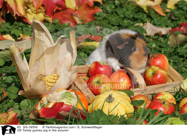 US Teddy Meerschweinchen im Herbst / US Teddy guinea pig in the autumn / SS-18554