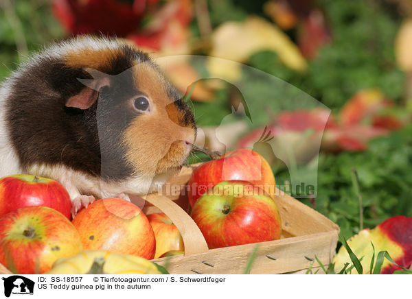 US Teddy Meerschweinchen im Herbst / US Teddy guinea pig in the autumn / SS-18557