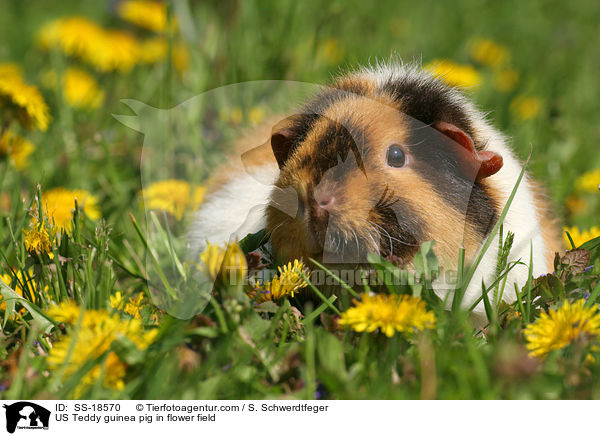 US Teddy Meerschweinchen auf einer Blumenwiese / US Teddy guinea pig in flower field / SS-18570