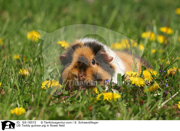 US Teddy Meerschweinchen auf einer Blumenwiese / US Teddy guinea pig in flower field / SS-18572