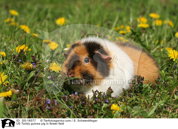 US Teddy Meerschweinchen auf einer Blumenwiese / US Teddy guinea pig in flower field / SS-18577