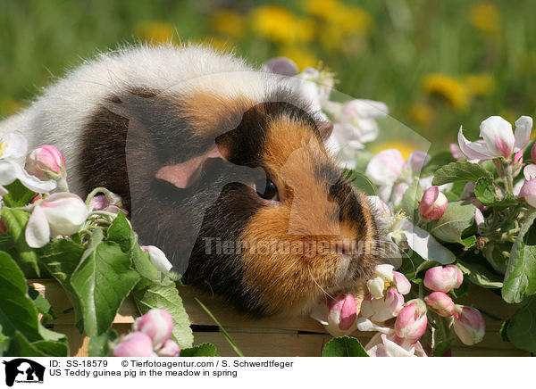 US Teddy Meerschweinchen im Frhjahr auf der Wiese / US Teddy guinea pig in the meadow in spring / SS-18579