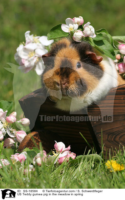 US Teddy Meerschweinchen auf der Wiese im Frhling / US Teddy guinea pig in the meadow in spring / SS-18584