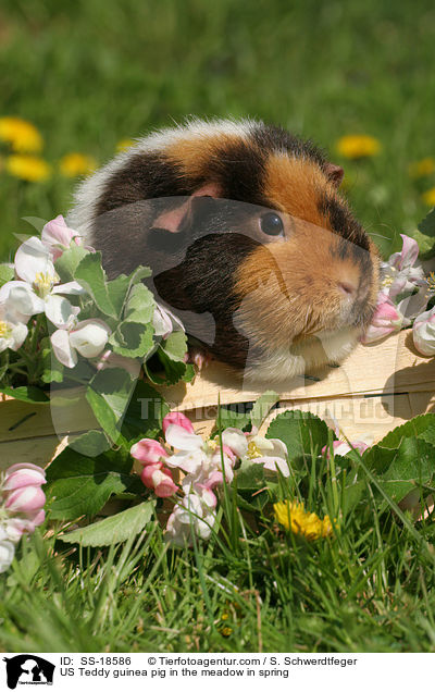 US Teddy Meerschweinchen auf der Wiese im Frhling / US Teddy guinea pig in the meadow in spring / SS-18586