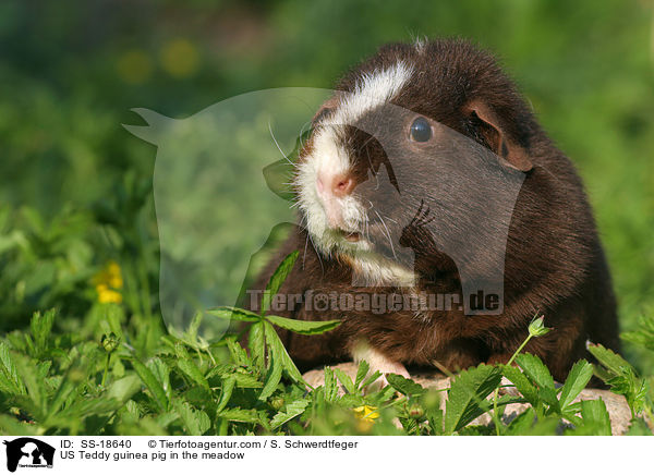 US Teddy Meerschweinchen auf der Wiese / US Teddy guinea pig in the meadow / SS-18640