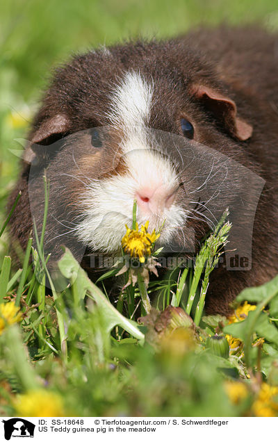 US Teddy Meerschweinchen auf der Wiese / US Teddy guinea pig in the meadow / SS-18648