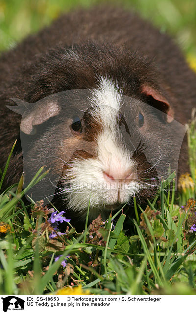 US Teddy Meerschweinchen auf der Wiese / US Teddy guinea pig in the meadow / SS-18653