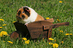 US Teddy guinea pig in the meadow