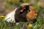 US Teddy guinea pig in the meadow