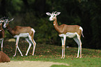 Dama gazelles