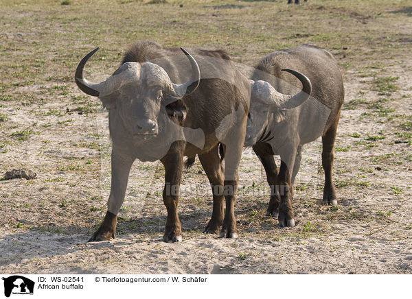 Kaffernbffel / African buffalo / WS-02541