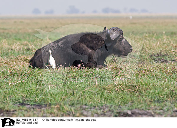 buffalo and bird / MBS-01837