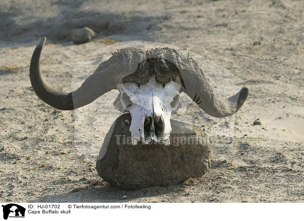 Schdel eines Kaffernbffel / Cape Buffalo skull / HJ-01702
