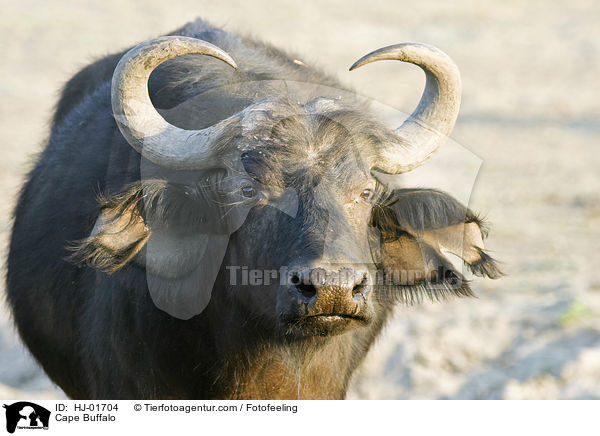 Kaffernbffel / Cape Buffalo / HJ-01704