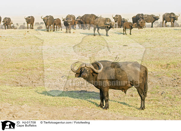 Kaffernbffel / Cape Buffalos / HJ-01708