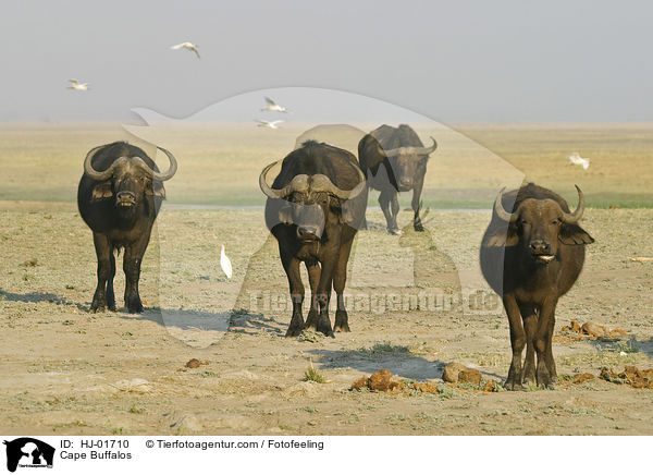 Kaffernbffel / Cape Buffalos / HJ-01710