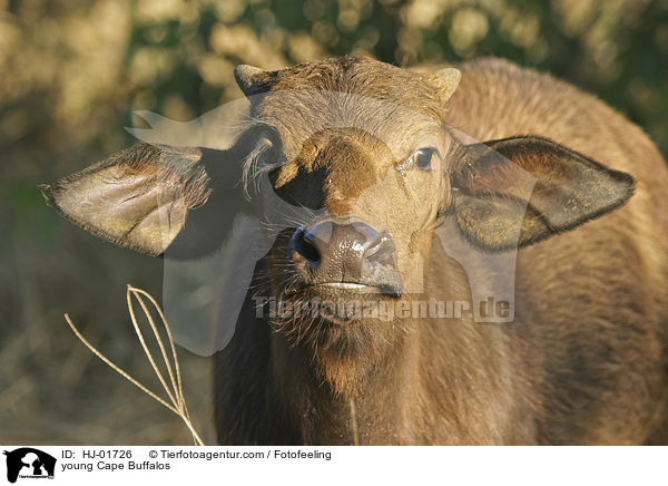 junger Kaffernbffel / young Cape Buffalos / HJ-01726