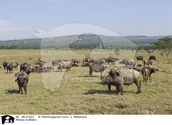 Kaffernbffel / African buffalos / JR-01023