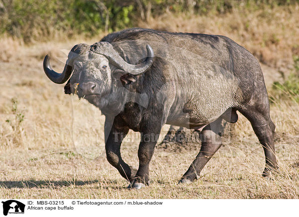 Kaffernbffel / African cape buffalo / MBS-03215