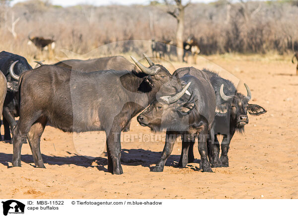 cape buffalos / MBS-11522