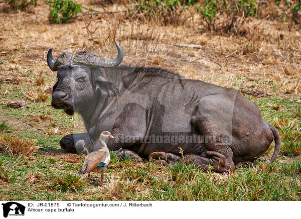 Kaffernbffel / African cape buffalo / JR-01875