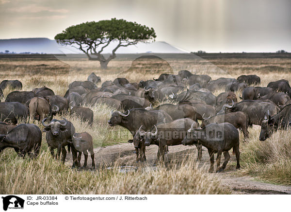 Kaffernbffel / Cape buffalos / JR-03384
