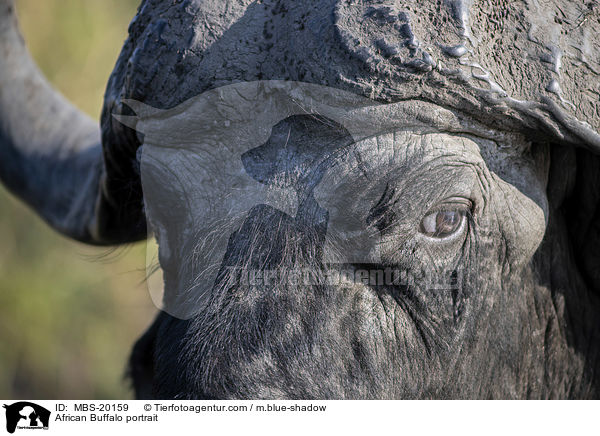 Kaffernbffel Portrait / African Buffalo portrait / MBS-20159