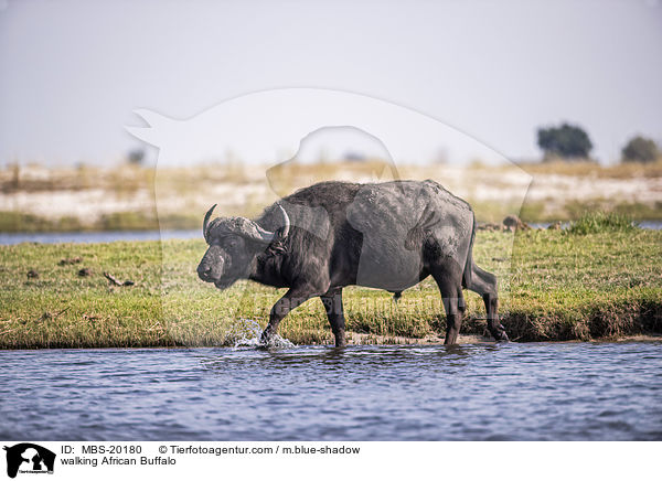 walking African Buffalo / MBS-20180