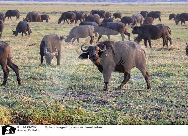 Kaffernbffel / African Buffalo / MBS-20285