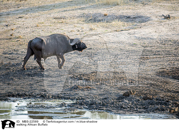 walking African Buffalo / MBS-22589