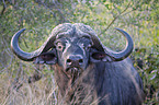 Cape Buffalo