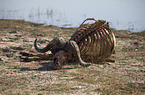 African cape buffalo