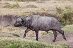 African cape buffalo